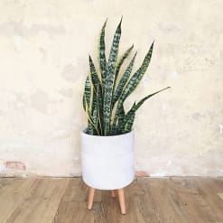Sansevieria trifasciata